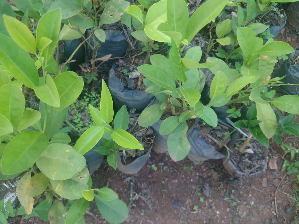 Nziza Fruit Farms Ltd